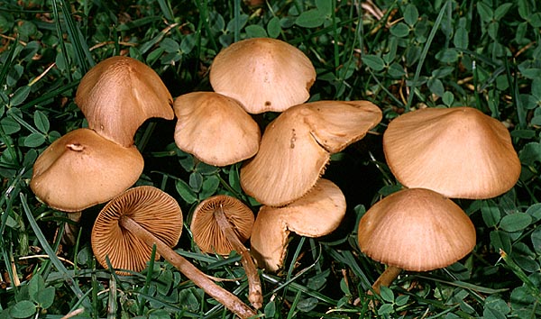 Conocybe tenera